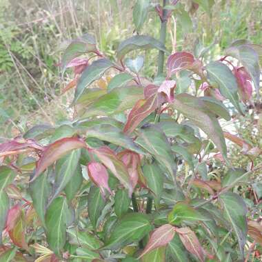 Himalayan Honeysuckle