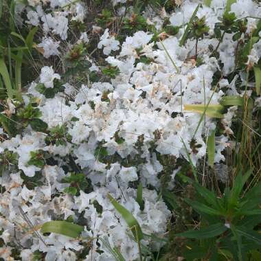 Azalea 'Silver Queen'