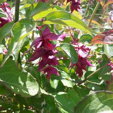 Himalayan Honeysuckle