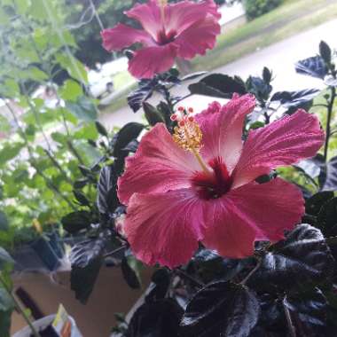 Hibiscus 'Hawaiian Skies'