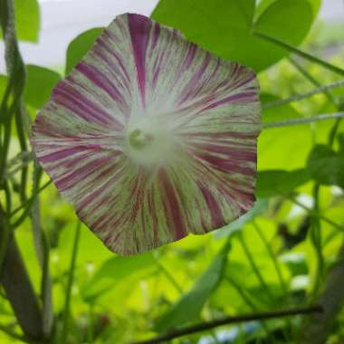 Morning Glory 'Carnival de Venezia'