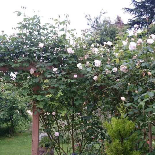 Plant image Rosa 'Madame Alfred Carrière'