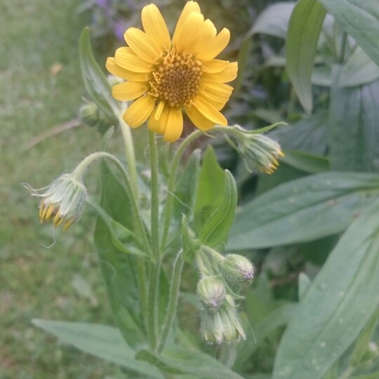 Plant image Arnica