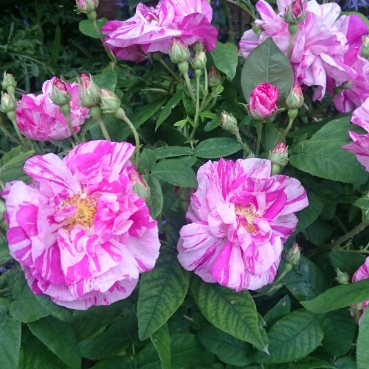 Plant image Rosa gallica 'Versicolor' syn. Rosa mundi, Rosa 'Mundi', Rosa mundi 'Versicolor'