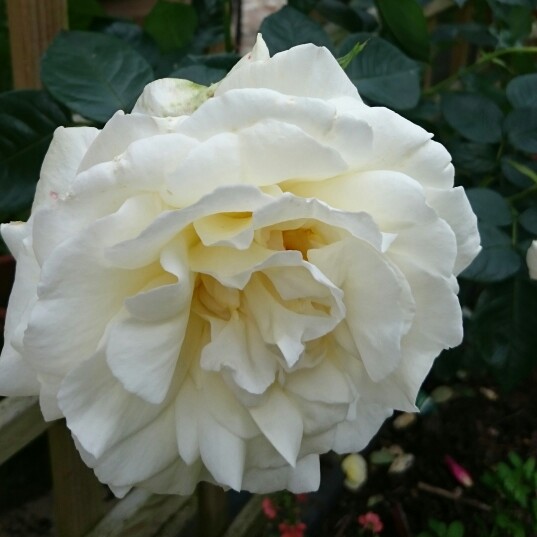 Plant image Rosa 'Creme De La Creme'