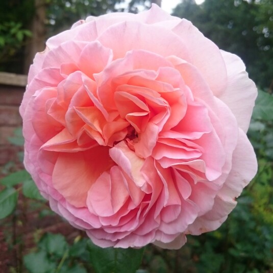 Rose 'Abraham Darby' (Shrub)