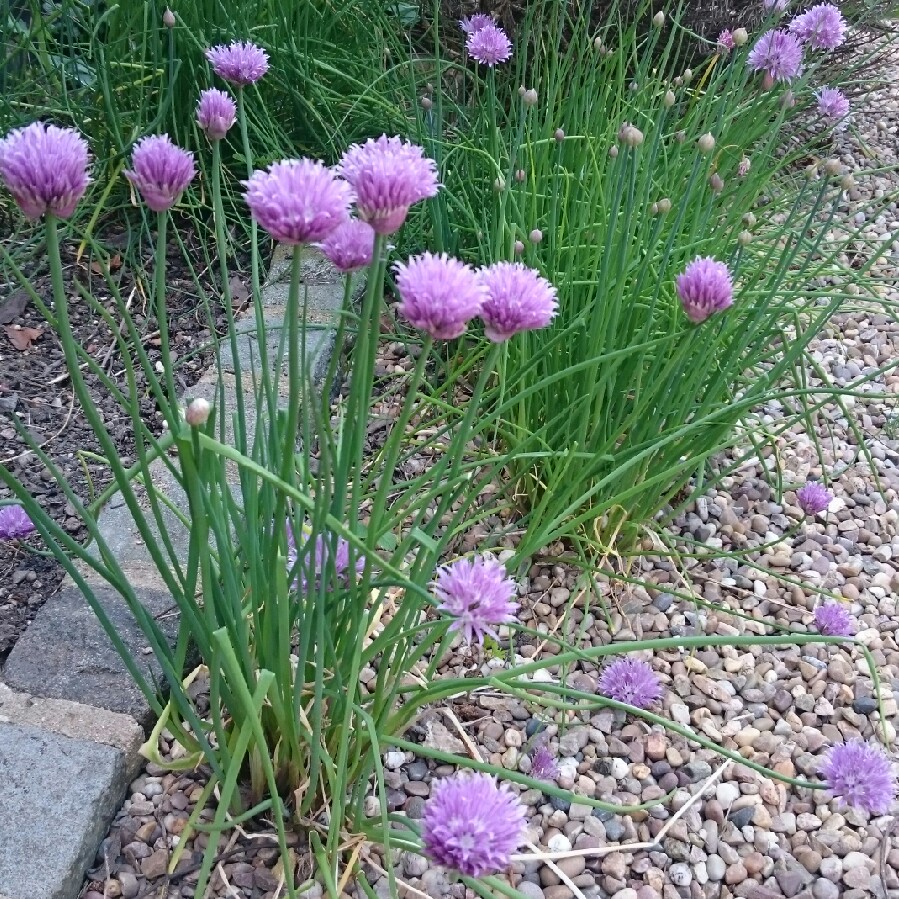 Allium schoenoprasum