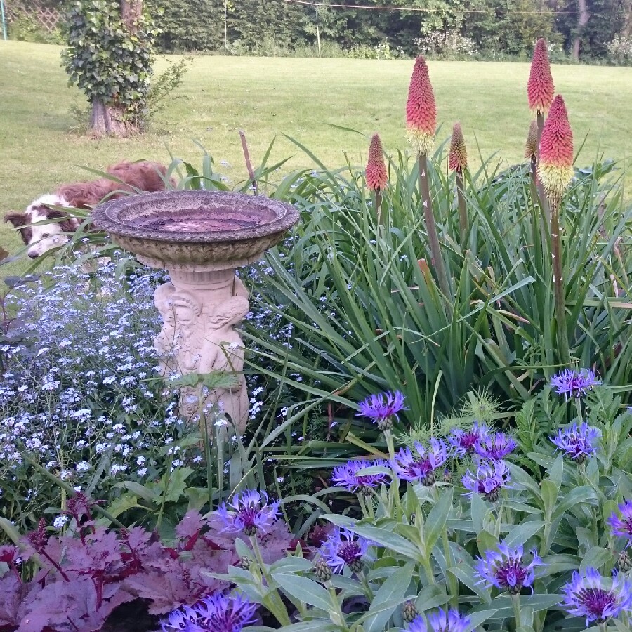 Plant image Kniphofia 'Mango Popsicle' (Popsicle Series)