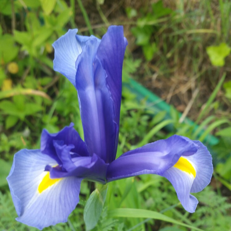 Plant image Iris x hollandica 'White Excelsior'