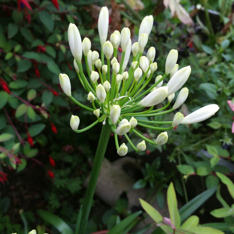 plant image 144045