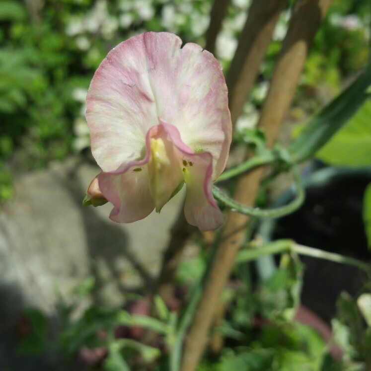 plant image 154486