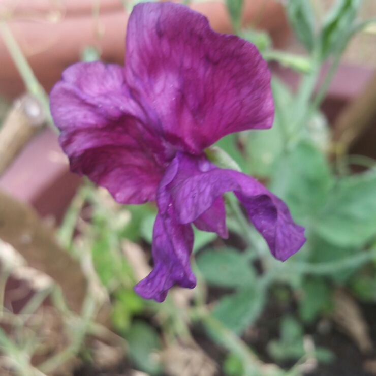 Plant image Lathyrus Odoratus 'Blue Velvet'