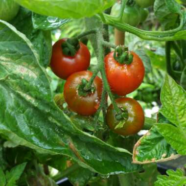 Solanum Lycopersicum 'Outdoor Girl'