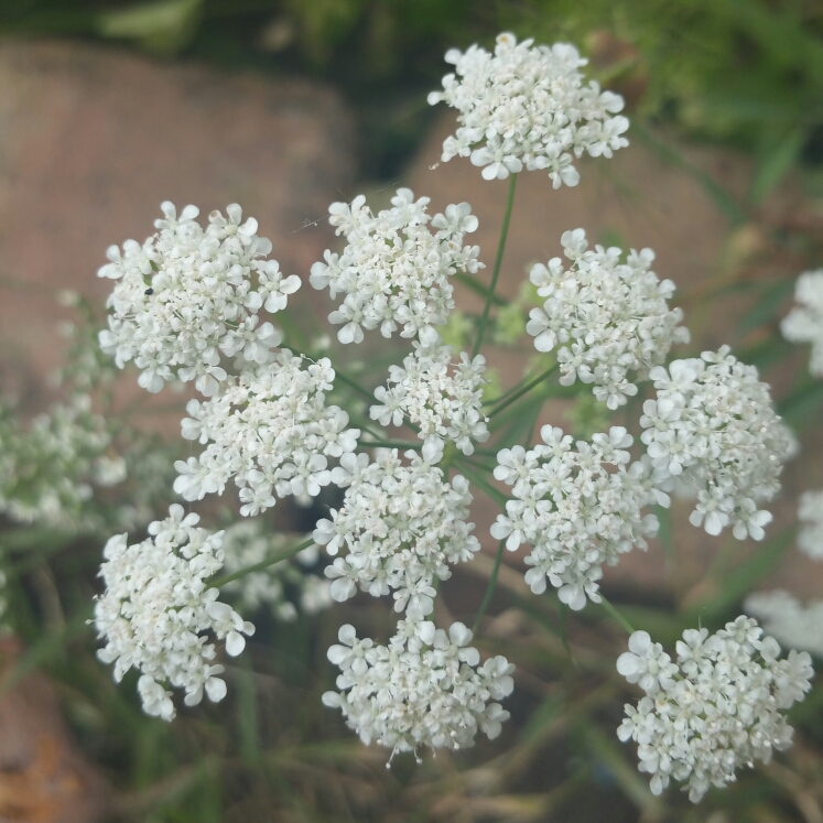 plant image 202262