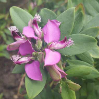 Polygala myrtifolia