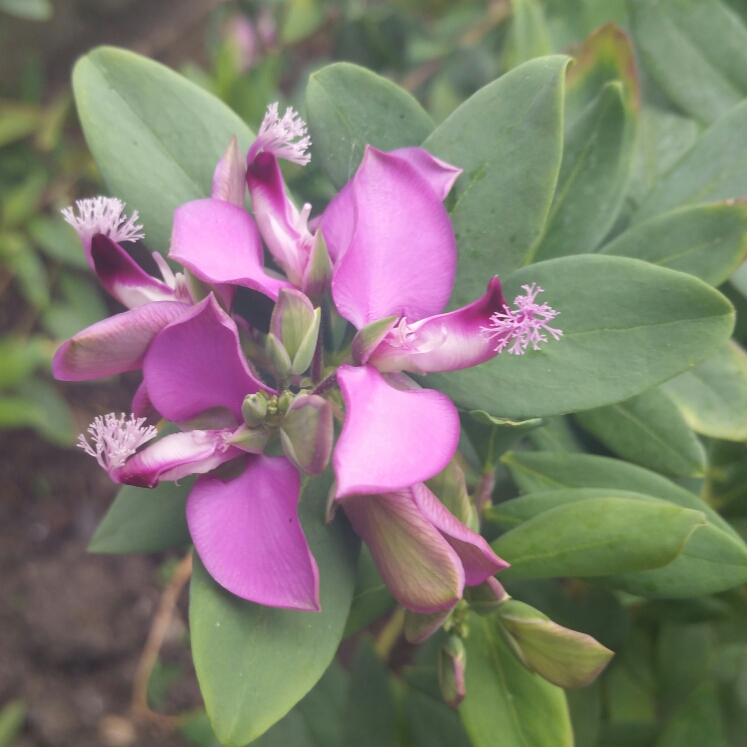 Plant image Polygala myrtifolia