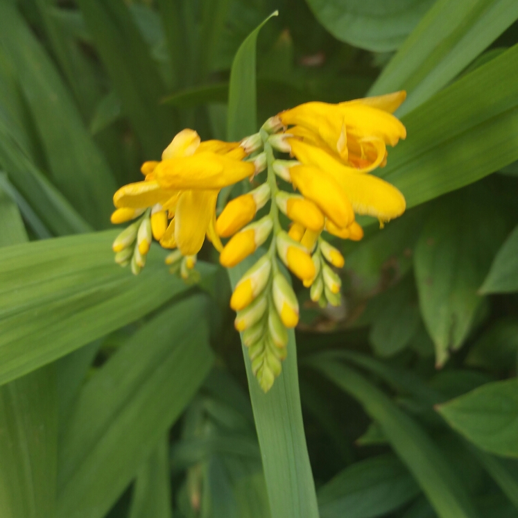 Plant image Crocosmia x crocosmiiflora 'George Davison'