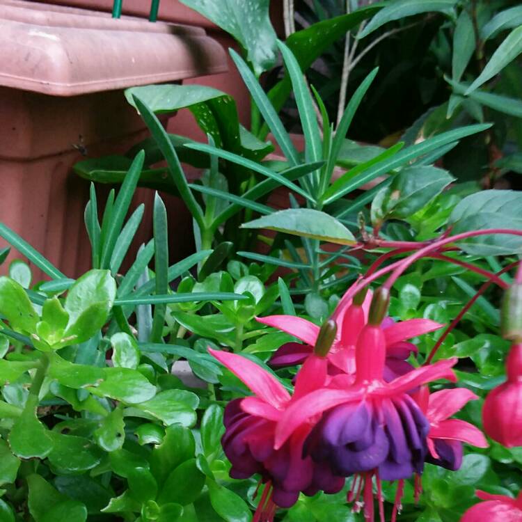 Plant image Fuchsia 'Blue Eyes'