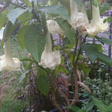 Brugmansia