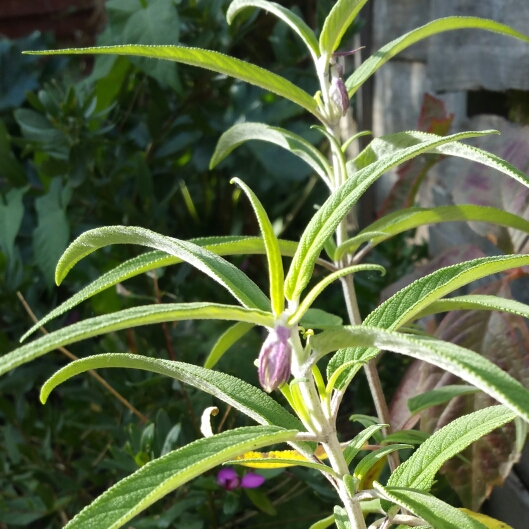 Plant image Salvia leucantha 'Midnight' syn. Salvia leucantha 'Purple Velvet', Salvia leucantha 'All Purple'