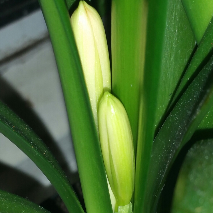 Plant image Clivia