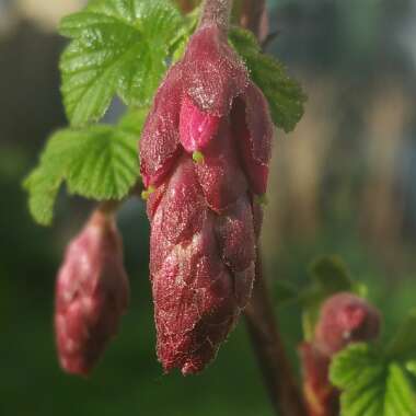 Ribes sanguineum