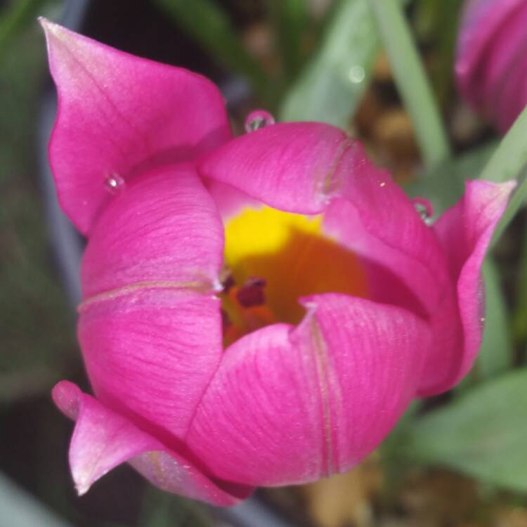 Plant image Tulipa humilis 'Persian Pearl'