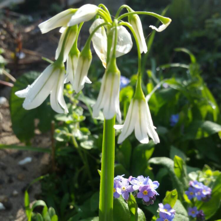 Plant image Allium triquetrum