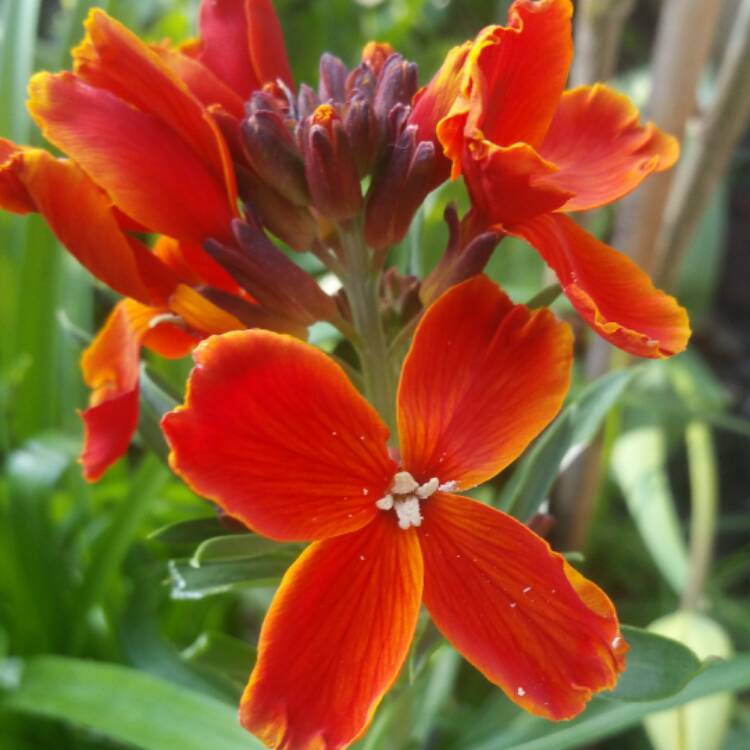 Plant image Erysimum cheiri 'Fire King'