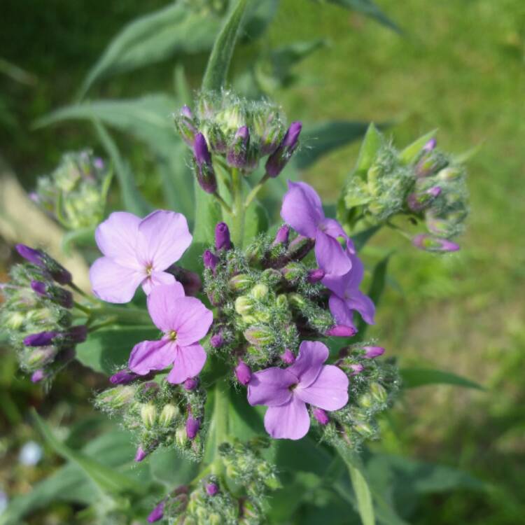 Plant image Hesperis Purpurea