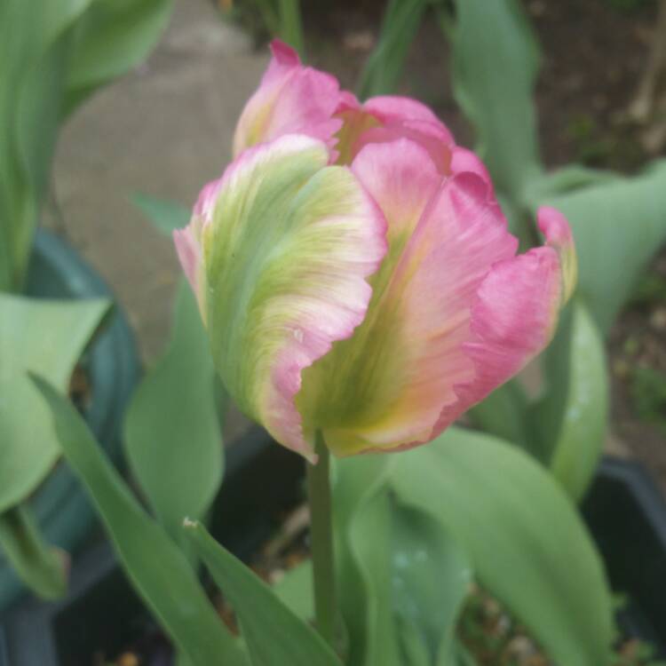 Plant image Tulipa 'Green Wave'