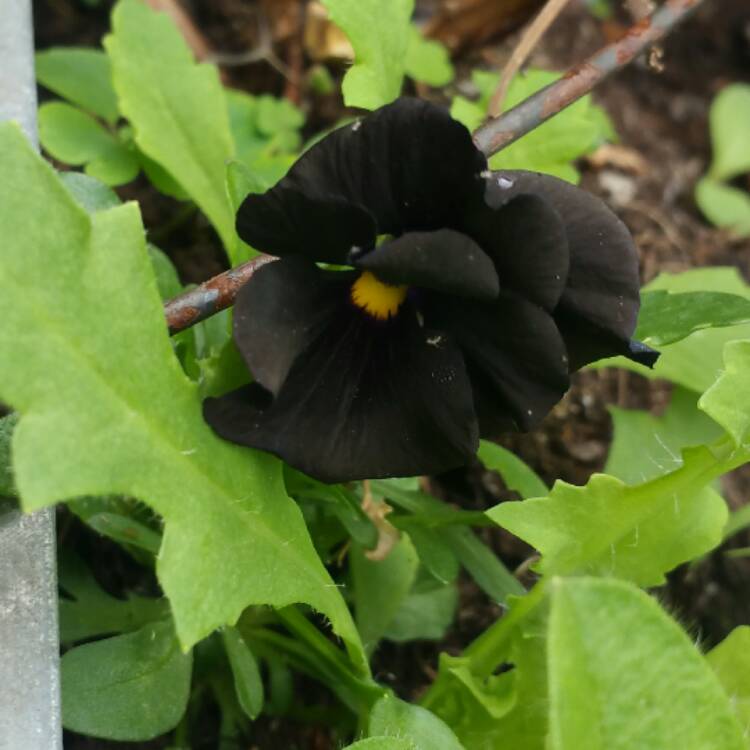 Plant image Viola cornuta 'Black Out'