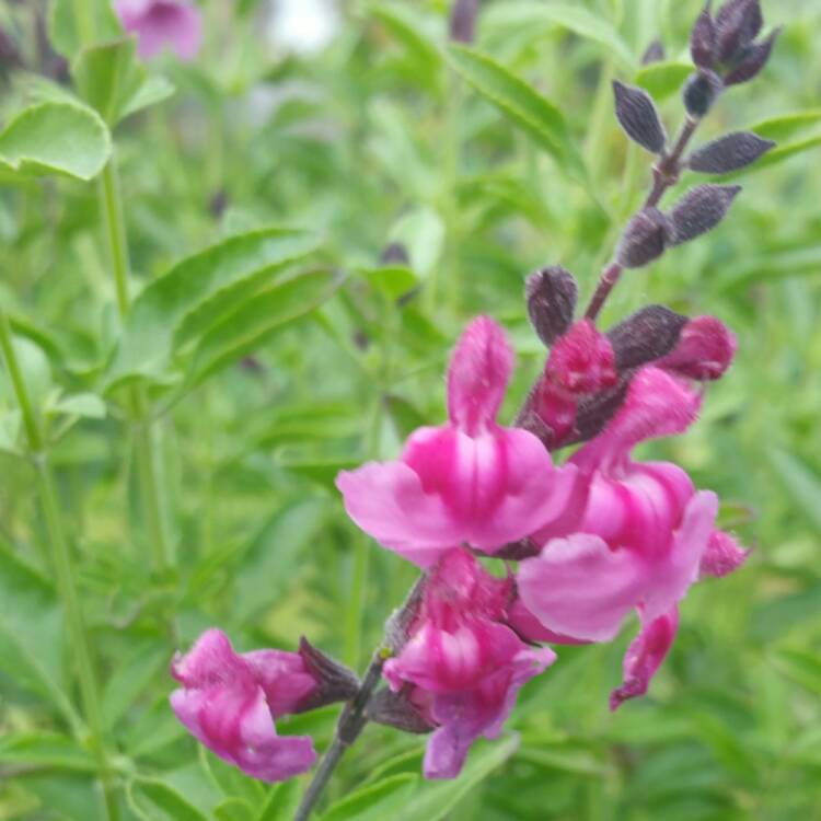 Plant image Salvia gregii 'Icing Sugar'