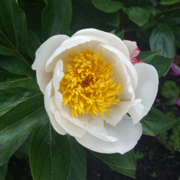 Plant image Paeonia lactiflora 'White Wings'