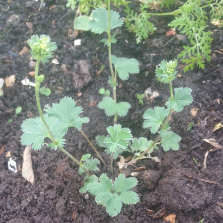 Plant image Alchemilla