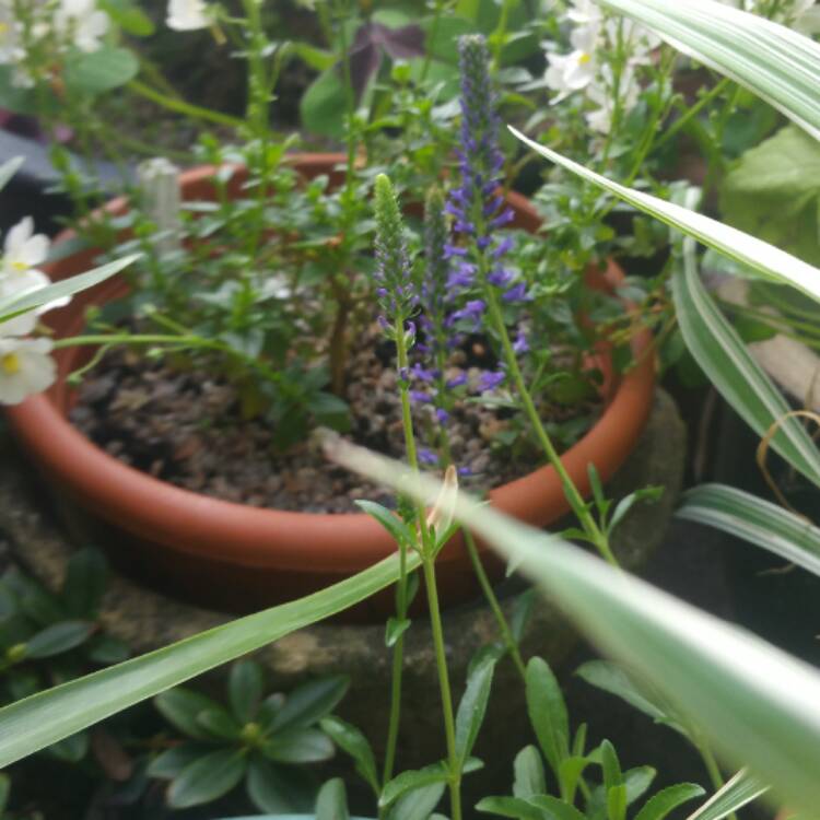 Plant image Veronica spicata 'Yabblu' syn. Veronica spicata 'Inspire Blue'