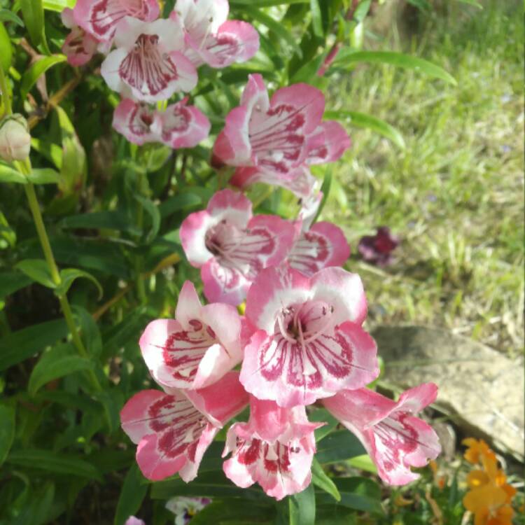 Plant image Penstemon 'Strawberries And Cream'