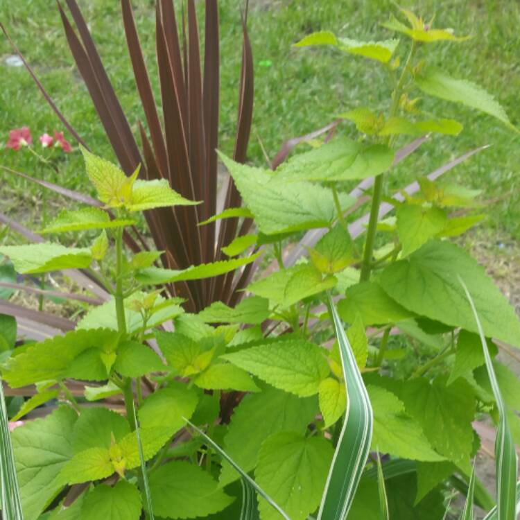 Plant image Agastache rugosa 'Golden Jubilee'