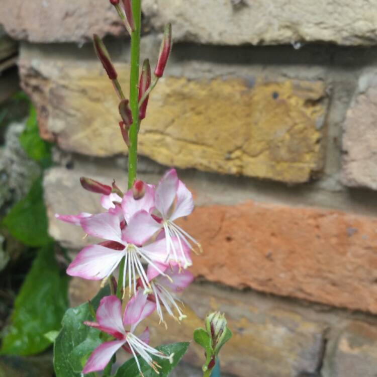 Plant image Oenothera lindheimeri 'Harrosy' syn. Oenothera lindheimeri 'RosyJane', Gaura lindheimeri 'RosyJane'