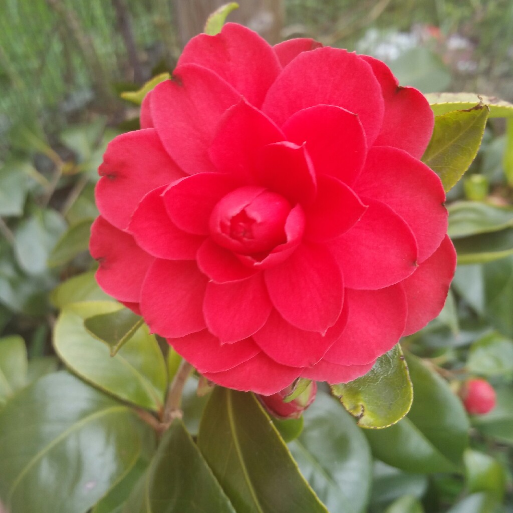 Plant image Camellia japonica 'Ace of Hearts'