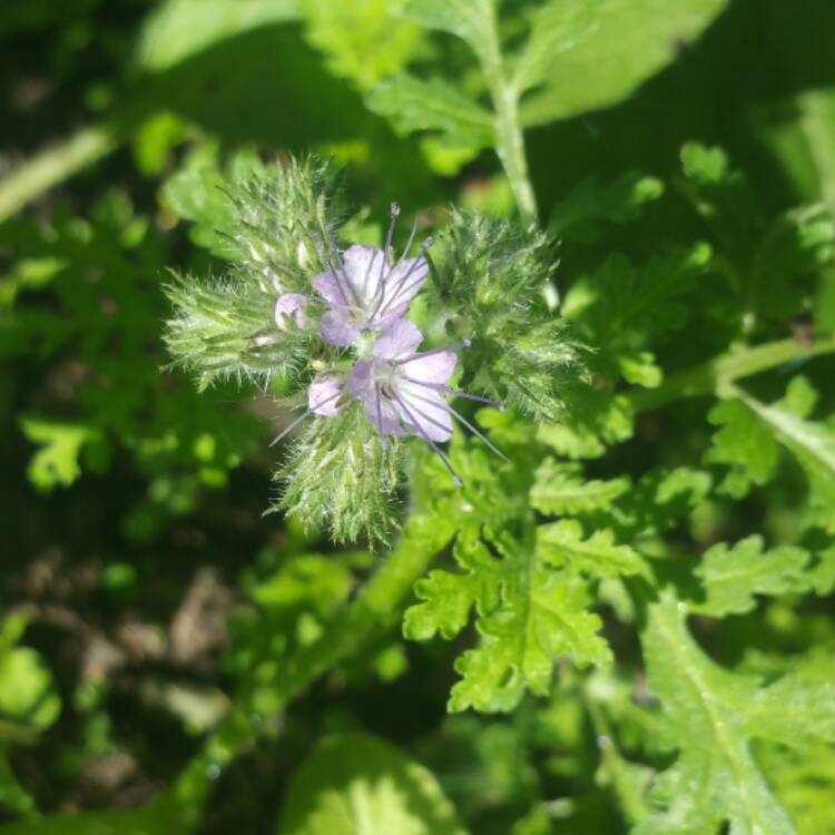 Plant image Phacelia tanacetifolia