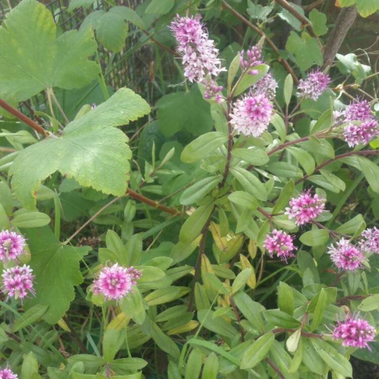 Plant image Hebe 'Great Orme'