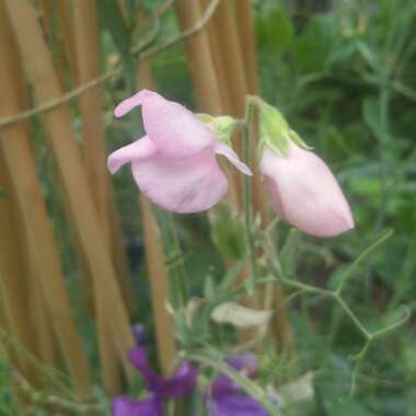 Lathyrus Odoratus 'Princes Elizabeth'