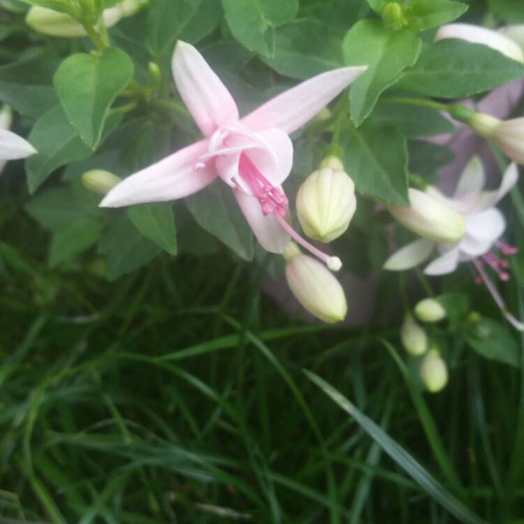 Plant image Fuchsia 'White Knights Blush'