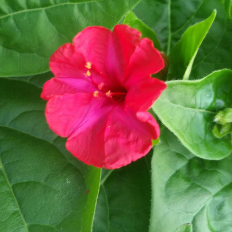 Plant image Mirabilis jalapa