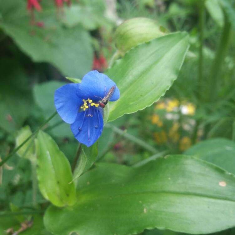 Plant image Commelina Communis