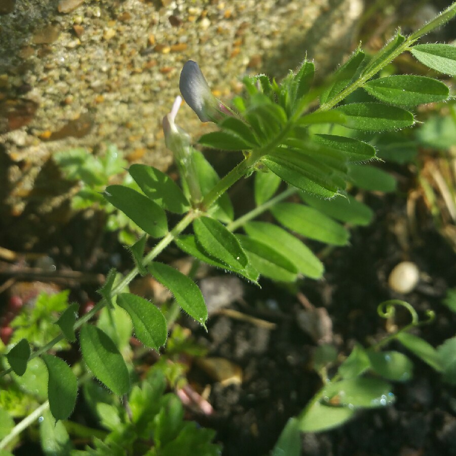 Plant image Vicia sativa syn. Vicia bacla ; Vicia communis ; Vicia glabra ; Vicia nemoralis