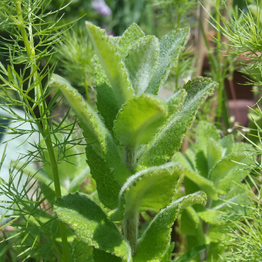 Plant image Mentha suaveolens 'Variegata'