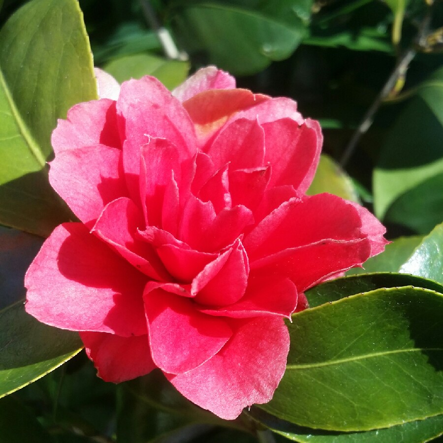 Plant image Camellia japonica 'Ace of Hearts'