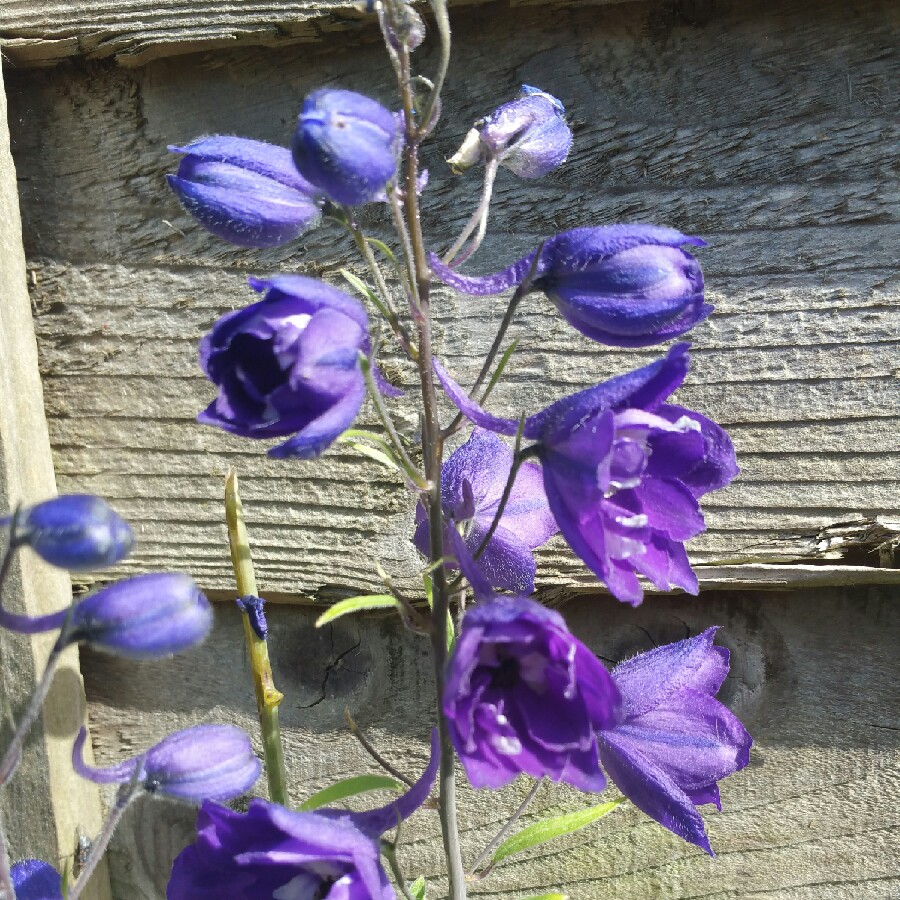 Plant image Delphinium 'King Arthur'